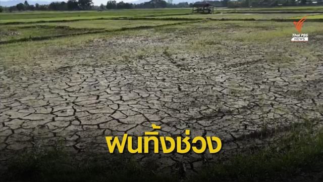 นาข้าวหลายพื้นที่ขาดน้ำ หลังฝนทิ้งช่วง 