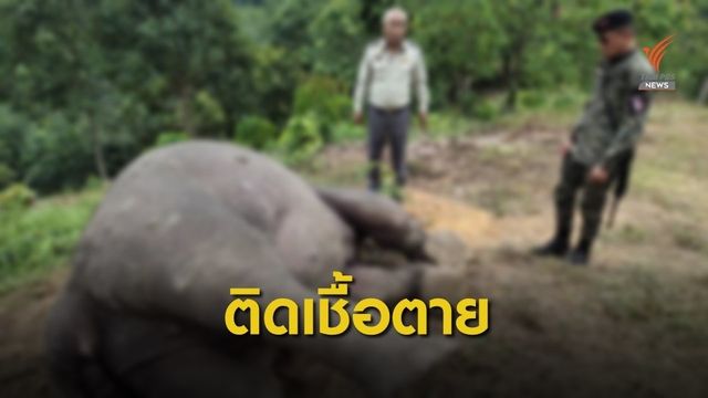  ช้างป่า ป่วยติดเชื้อตายคาสวนทุเรียนใกล้เขื่อนบางลาง