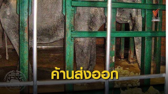 เตรียมยื่นรายชื่อค้านส่งออกช้างถึงมือ "วราวุธ" 22 ก.ค.นี้ 