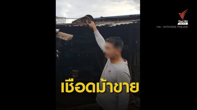 รวบชายฆ่าม้าชำแหละเนื้อขายออนไลน์ พบของกลางคาบ้าน