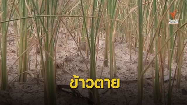 แล้งหนัก! "ข้าวหอมมะลิ" ทุ่งกุลาร้องไห้ยืนต้นตาย