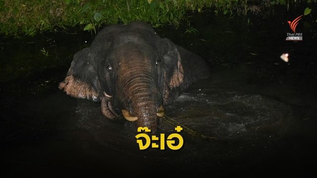 ฉลาด! ช้างป่าเขาใหญ่ แฝงตัวลงน้ำ เข้าสวนผลไม้ชาวบ้าน