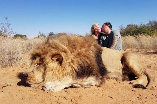 PETA แบนสามี-ภรรยาจูบฉลองกับร่าง "สิงโต" ที่ถูกฆ่าตาย