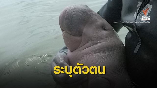 "วราวุธ" สั่งติดแท็ก ฝังชิปมาเรียม-ยามีล ทำแผนพะยูนแห่งชาติ