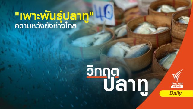 "เพาะพันธุ์ปลาทู" ความหวังยังห่างไกล 