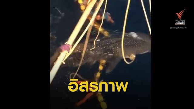 ชื่นชมประมงไทยปล่อยฉลามวาฬ 3 ตัวติดอวน 