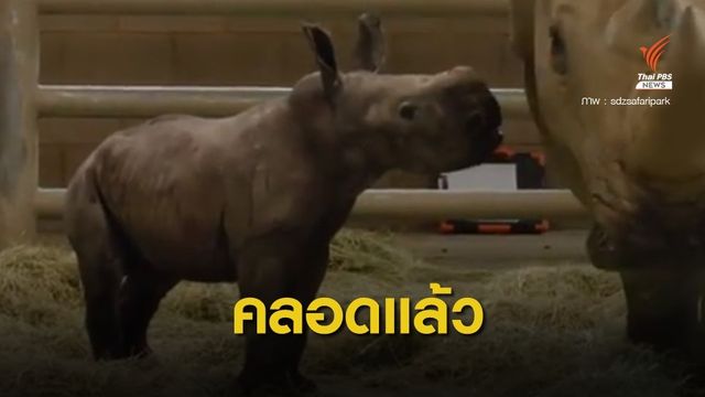 คลอดแล้ว! ลูกแรดขาวใต้ผสมเทียมตัวแรกของอเมริกาเหนือ