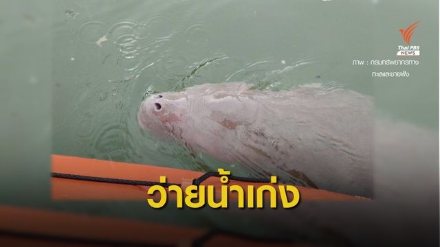 เก่งแล้ว! "มาเรียม" ไม่เกยตื้น กินนมเก่ง - ว่ายน้ำคล่อง 