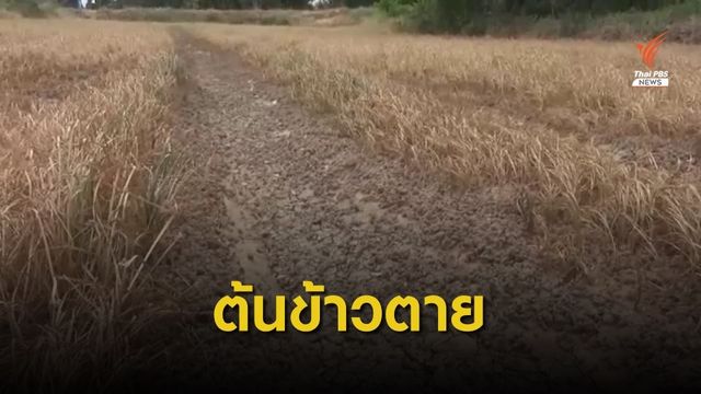 อ.ตาพระยา จ.สระแก้ว แล้งหนัก ขอผู้ว่าฯ ประกาศพื้นที่ภัยพิบัติแล้ง