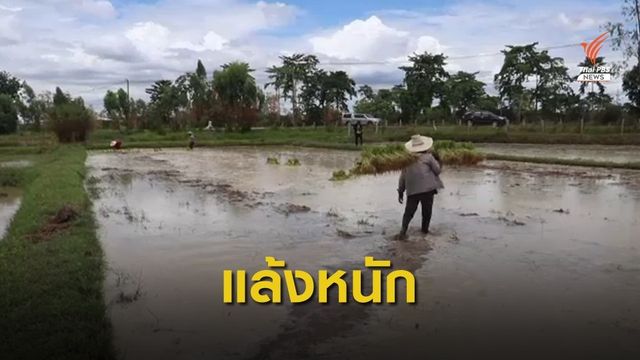 ชาวนาหนองบัวลำภู ยอมซื้อน้ำปักดำต้นข้าว หลังฝนทิ้งช่วง