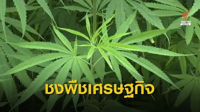 จ่อผลักดัน "กัญชง" สู่ตลาดการบริโภค