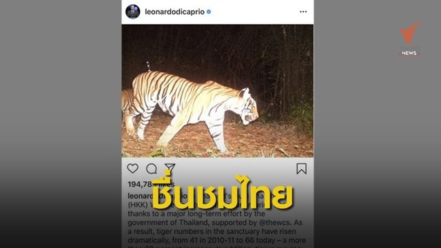 "ลีโอนาร์โด" ขอบคุณ จนท.ห้วยขาแข้งช่วยฟื้น "เสือโคร่ง" คืนป่า
