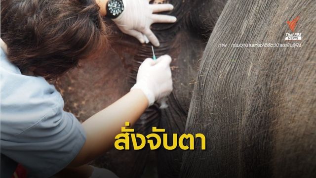 “กรมอุทยาน” คุมเข้มธุรกิจปางช้างล้อมคอกทารุณกรรมสัตว์