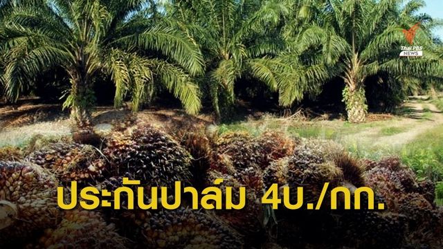 เคาะประกันราคาปาล์ม 4 บาทต่อกิโลกรัม