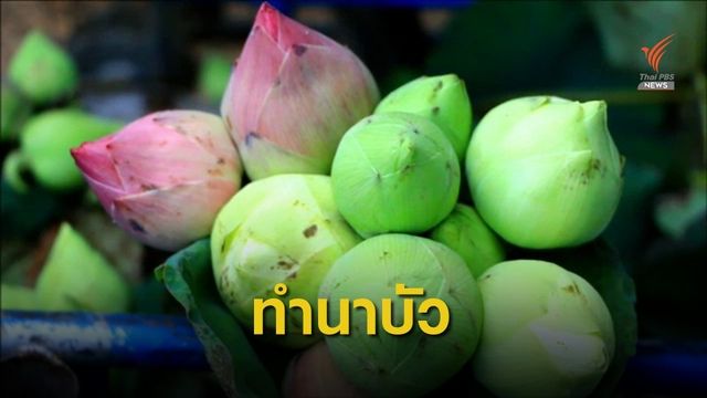 ชาวนาลำปางแบ่งผืนนาทำ "นาบัว" เสริมรายได้ 