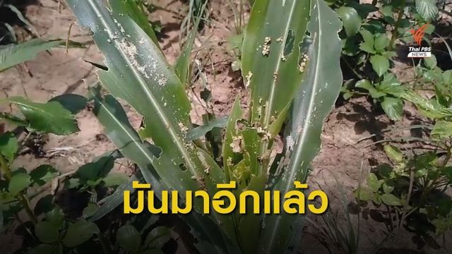 "หนอนกระทู้ลายจุด" ระบาด ข้าวโพดเสียหาย 23,000 ไร่ 