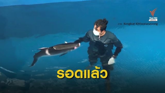 ช่วย 2 วาฬหัวทุยแคระ เกยตื้นหาดบ้านในไร่ จ.พังงา