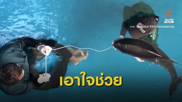 ดูแลใกล้ชิด "ลูกวาฬหัวทุยแคระ" กำพร้าแม่