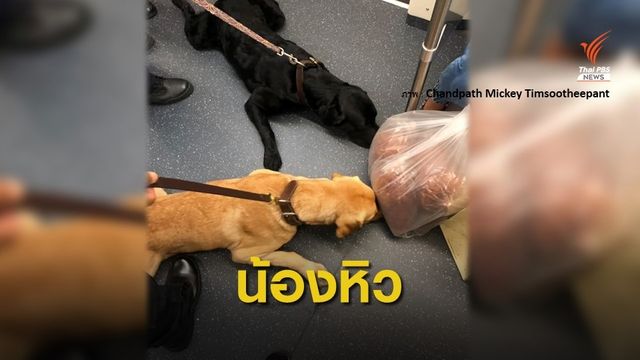 รู้จัก "โรโบ่-เบน" สุนัข K-9 แอบดมหมูฝอย หลังภารกิจตรวจระเบิด 