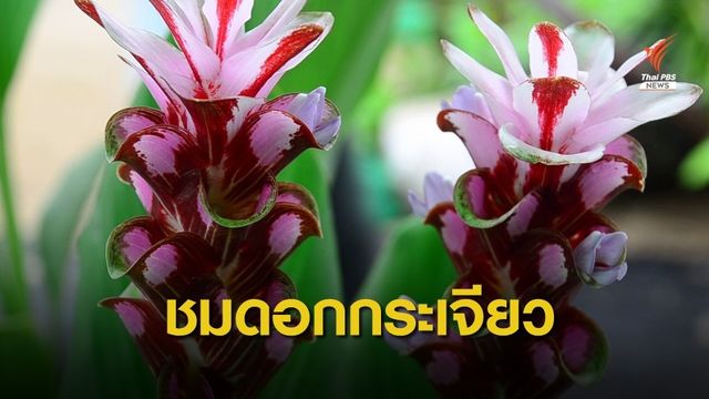 จัดแสดงดอกกระเจียวร่วม 500 สายพันธุ์ 