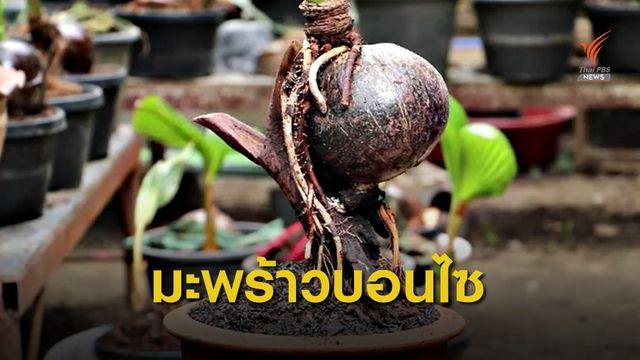 ผู้สูงอายุเพาะบอนไซขายสร้างรายได้-มีความสุข