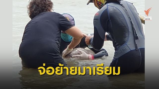 แผนย้าย “มาเรียม” ส่งทางรถ-เฮลิคอปเตอร์ 