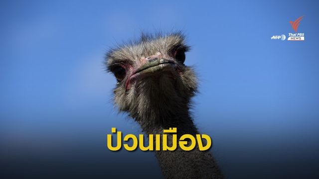 นกกระจอกเทศวิ่งเตลิดป่วนการจราจรในจีน