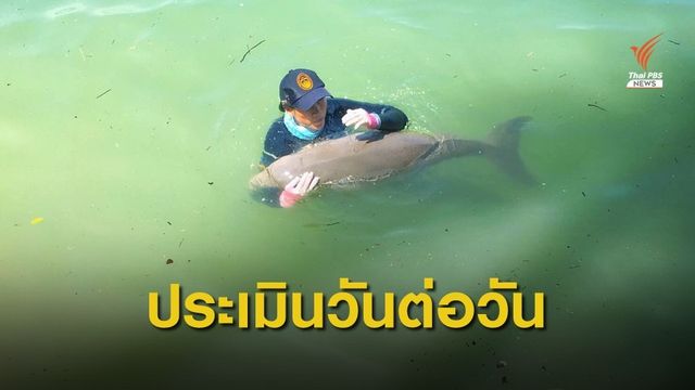 เตรียมพร้อม 24 ชม.ย้าย "มาเรียม" ขึ้น ฮ.ไปรักษาศูนย์ฯภูเก็ต 