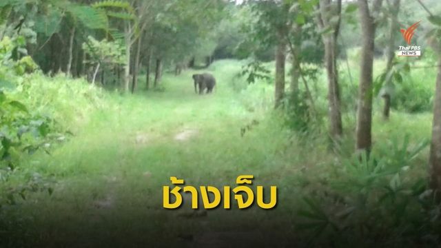 ติดตามช่วยช้างป่าเขาอ่างฤาไนบาดเจ็บจากขาติดบ่วง 