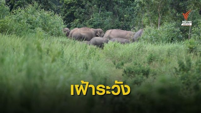 เฝ้าระวังช้างป่าอ่างฤๅไน บุกรุกพื้นที่ชาวบ้าน จ.ฉะเชิงเทรา 