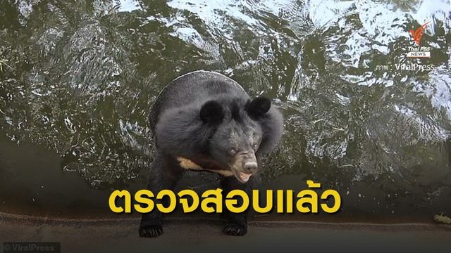 ตรวจสวนสัตว์ดัง ไม่ตกมาตรฐาน หลังสื่อนอกแพร่ข่าวทรมานหมี