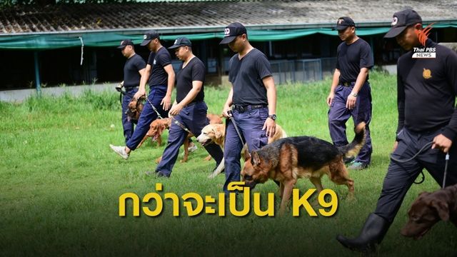 กว่าจะเป็น "K9" ฮีโร่สี่ขากับภารกิจเสี่ยง