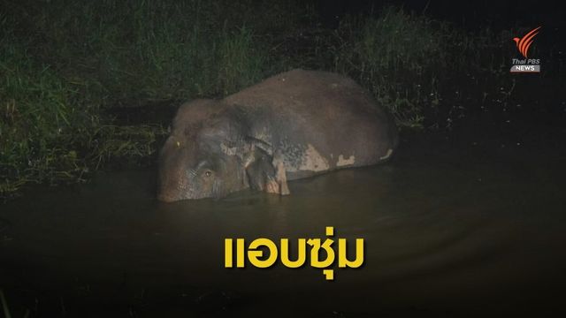 ช้างป่า แอบซุ่มลอยคอในน้ำ เตรียมบุกสวนผลไม้