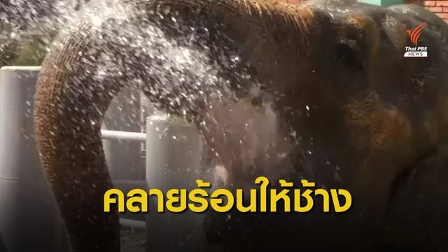 สวนสัตว์ประเทศนอร์ทมาซิโดเนียคลายร้อนให้ช้าง
