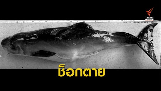 ผลชันสูตร "โฮป" ไม่พบเลือดเลี้ยงหัวใจ-ลำไส้อักเสบเฉียบพลัน