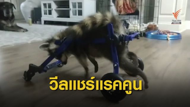 เจ้าหน้าที่ติดตั้งเครื่องช่วยเดินให้แรคคูนขาพิการ