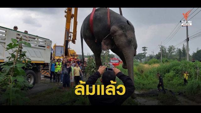 ช้างป่าถูกรถ 18 ล้อชนล้มแล้ว