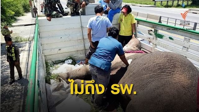 ตายแล้ว! ช้างป่าเขาอ่างฤาไนถูกรถ 18 ล้อชนเจ็บสาหัส