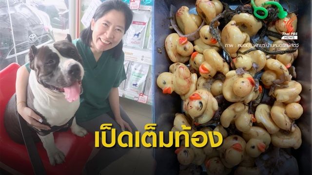 ผ่าท้องช่วย "พี่เดเวล" หมาบูลลี่ เจอเป็ดยางในท้อง 32 ตัว