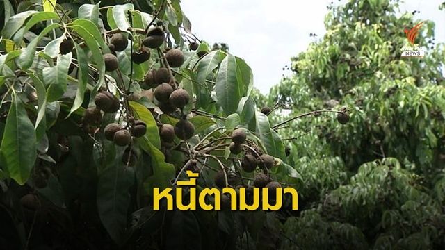 อากาศแปรปรวน "ลำไย" แตกเสียหาย สุดท้ายขาดทุน