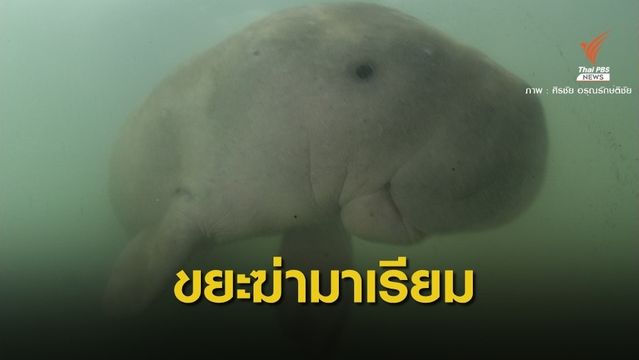 เศร้า! มาเรียมลูกพะยูนขวัญใจตาย “ช็อก-เจอถุงพลาสติก”