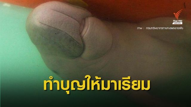 "กัญจนา" - ทีมแพทย์ เตรียมทำบุญให้ "มาเรียม" พะยูนน้อยเกาะลิบง