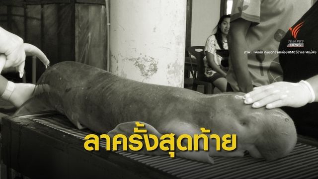 อาบน้ำครั้งสุดท้าย! ส่งซาก "มาเรียม" ถึง อพวช.เตรียมสตัฟฟ์