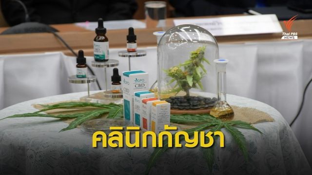 เตรียมเปิด "คลินิกกัญชาทางการแพทย์" ใน รพ. 12 แห่ง