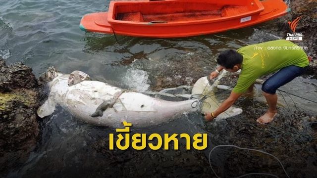 ผิดปกติ! พะยูนตายทะเลตรัง "ถูกถอดเขี้ยว" ทช.สั่งเฝ้าระวัง 