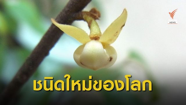 พบพันธุ์ไม้ชนิดใหม่ของโลก "พรหมจุฬาภรณ์" รอต่อยอดยาต้านมะเร็ง