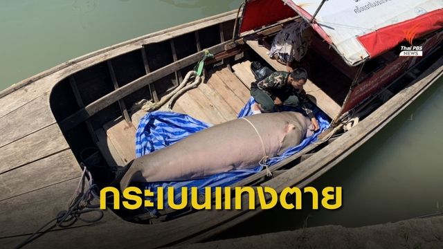 ชันสูตรพะยูนเกยตื้นกระบี่ พบเงี่ยงกระเบนแทงทะลุถึงลำไส้-ติดเชื้อ