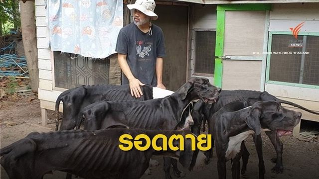 ช่วย 13 ชีวิต "เกรทเดน" ถูกทิ้งสภาพผอมโซ-ขาดสารอาหารรุนแรง