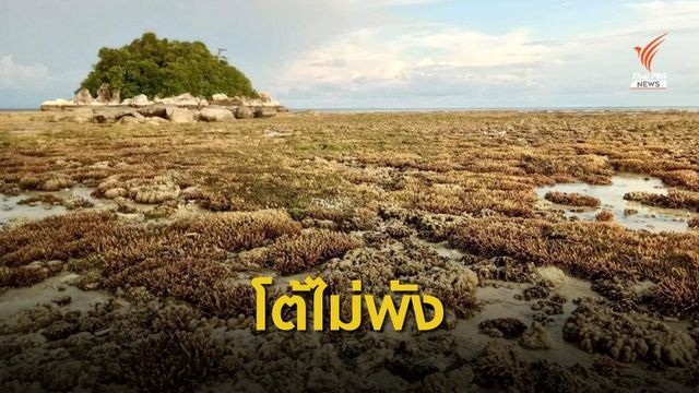 หน.อุทยานฯ ตะรุเตา โชว์ภาพ "ปะการังหลีเป๊ะ" ไม่พัง
