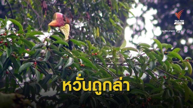 "โน้ต วัชรบูล" ขอร่วมผลักดัน "นกชนหิน" เป็นสัตว์สงวน หวั่นถูกล่าหนักซ้ำรอยอินโดฯ 